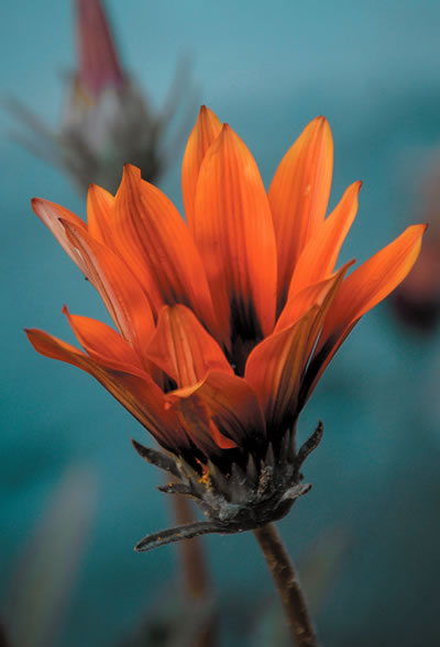 closeup of orange flower