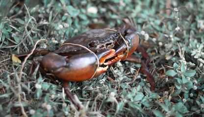 Land crab in Fiji