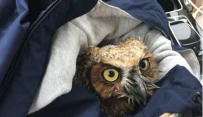 Lucky Owl Who Fell from the Sky
