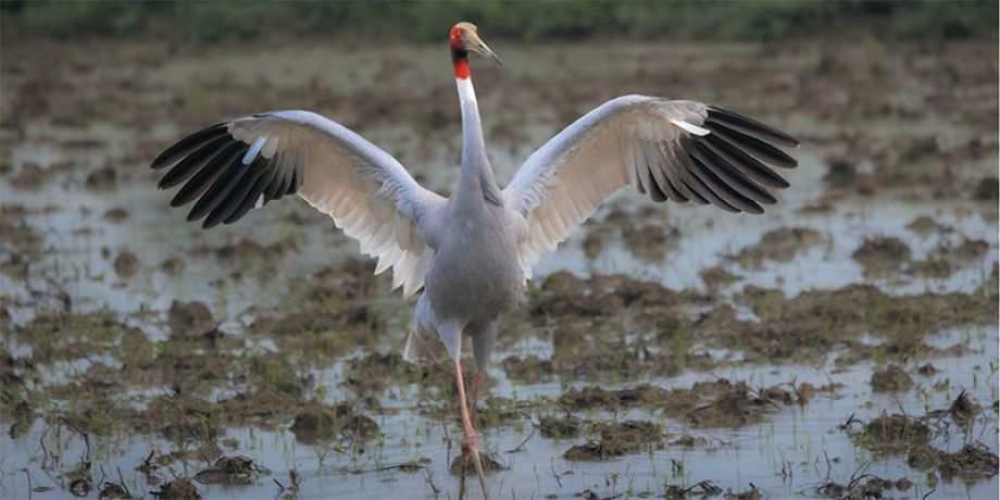 Bird dancing
