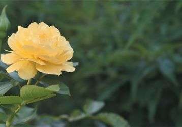 Yellow rose