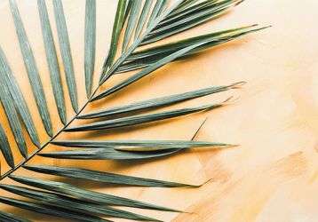 A palm on the sand