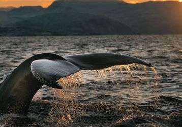 The tail of a whale waves goodbye